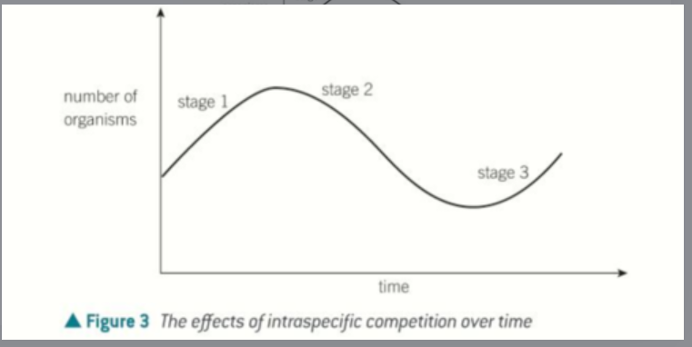 <ul><li><p>Competition between organisms of the same species.</p></li></ul><img src="https://knowt-user-attachments.s3.amazonaws.com/a8d023e7-952b-40fe-ae03-c2aa647155a7.png" data-width="100%" data-align="center" alt="knowt flashcard image"><ul><li><p>First resources are plentiful so all organisms grow in populations size.</p></li><li><p>This means resources per individual has fallen so population sizes shrink.</p></li><li><p>Then resources per individual has increased.</p></li></ul><p></p>