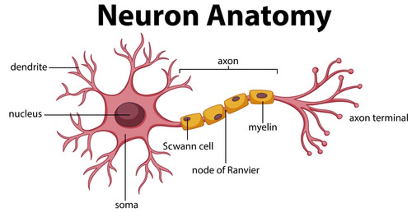<p>1. Cell Body</p><p>2. Dendrites (top)</p><p>3. Axon</p><p>4. Axon Hillock</p><p>5. Axoplasm</p><p>6. Myelin Sheath</p><p>7. Terminal Branches</p><p>8. Terminal Bulbs</p>