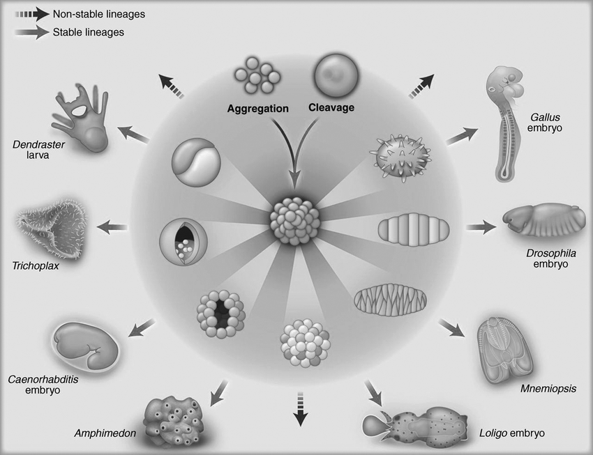 <p>biological process that causes an organism to develop its shape, involving the organization of cells and tissues into structured forms. T</p>