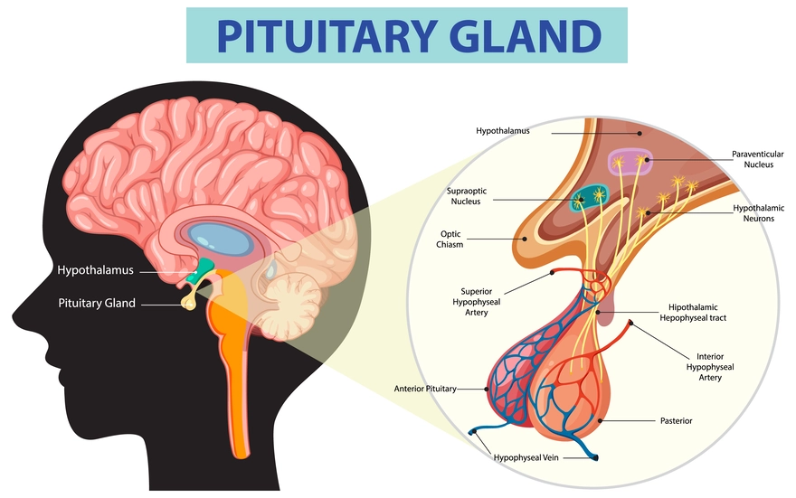 <p>Pituitary gland</p>