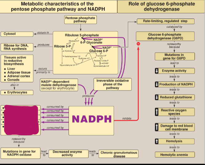 <p>What consumes NADPH?</p>
