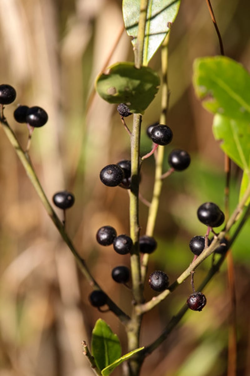 <p>What plant produces these berries?</p>