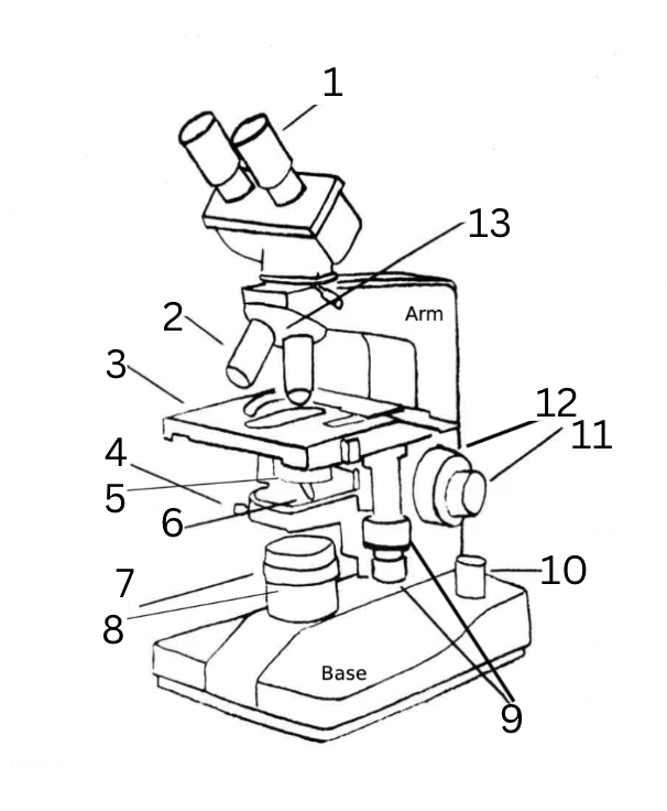 <ol><li><p>ocular lens</p></li><li><p>objective lenses</p></li><li><p>mechanical stage</p></li><li><p>condenser centering screw</p></li><li><p>condenser lens</p></li><li><p>condenser iris diaphragm lever</p></li><li><p>adjustable field diaphragm</p></li><li><p>light source</p></li><li><p>stage adjustment knobs</p></li><li><p>illuminating knob</p></li><li><p>fine focus knob </p></li><li><p>course focus knob</p></li><li><p>objective nosepiece </p></li></ol><p></p>