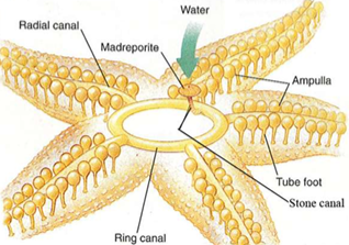 <p>A <strong>hydraulic system</strong> used for <strong>movement, feeding, respiration,</strong> and <strong>waste transport.</strong></p><ul><li><p>Water enters through the <strong>madreporite</strong> → moves through canals → fills <strong>tube feet</strong>.</p></li><li><p>Tube feet extend and contract by water pressure, allowing the animal to move and grasp surfaces or prey.</p></li></ul><p></p>