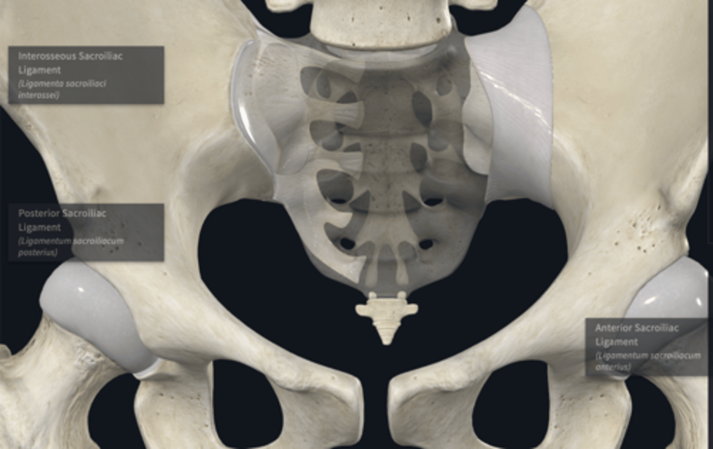 <p>What does the Anterior, interosseous, and posterior sacroiliac ligament transfers body weight? </p>