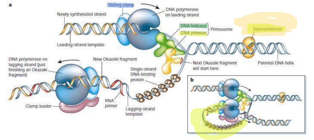 <p>fait une <span style="color: rgb(202, 0, 0);">coupure monocaténaire transitoire</span>, réversible, elle ne nécessite <span style="color: rgb(255, 0, 0);">pas </span>d’ATP, ni d’énergie. </p><p>→Ceci permet la diminution des tensions à l’intérieur même de la double hélice <span style="color: rgb(251, 0, 0);">en amont</span> de la fourche de réplication. L’hélice tourne sur elle-même : Coupure monocaténaire ATP indépendante. </p><p>Lorsque la tension disparaît, les 2 brins se <span style="color: rgb(255, 0, 0);">ressoudent entre eux</span> (réaction réversible).</p>