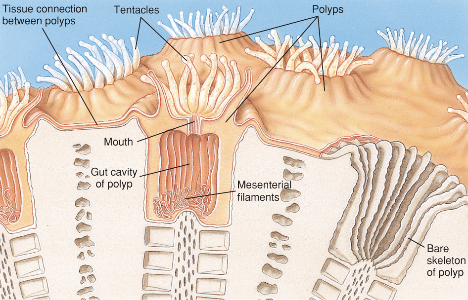 <ul><li><p>Cylinder of tissue with a ring of tentacles</p></li><li><p>Capture food with <strong>nematocyst</strong>-armed tentacles</p></li><li><p>Connected by<strong> coenosarc</strong></p></li><li><p><strong>Skeletal calyx </strong>- actual CaCO3 cup that forms the connective foundation</p></li></ul><p></p>