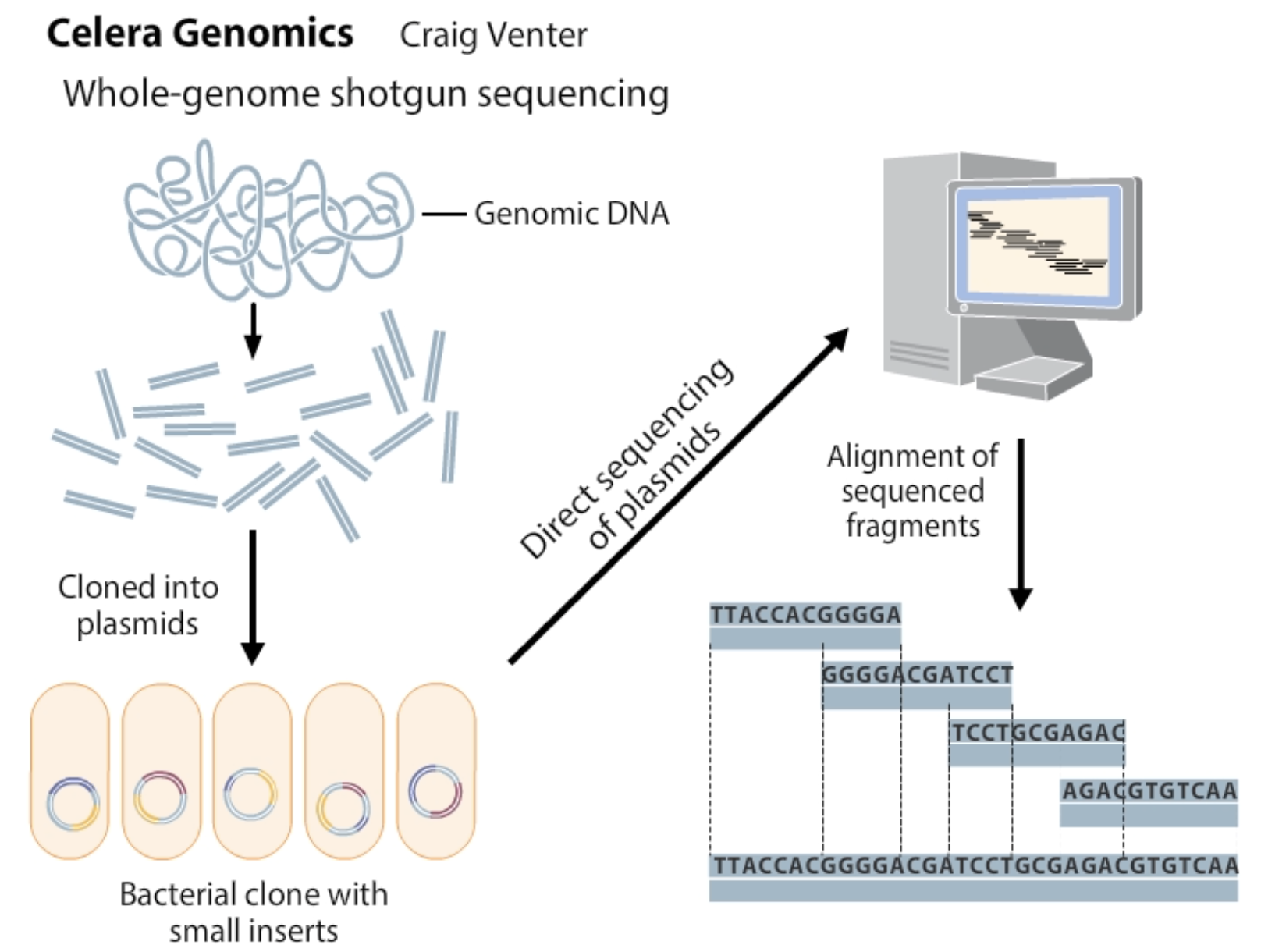 <ol><li><p><strong>Fragment the genome into small pieces</strong> using physical or enzymatic methods. </p></li><li><p><strong>Clone the fragments into vectors</strong> to create a library of cloned DNA. </p></li><li><p><strong>Sequence the fragments</strong> using high-throughput sequencing technologies. </p></li><li><p><strong>Assemble the overlaps between fragments</strong> to reconstruct the original genome using powerful computer software</p></li></ol><img src="https://knowt-user-attachments.s3.amazonaws.com/6cddf3ff-de36-4917-b1e5-09347b7cffe4.png" data-width="50%" data-align="center"><p></p>