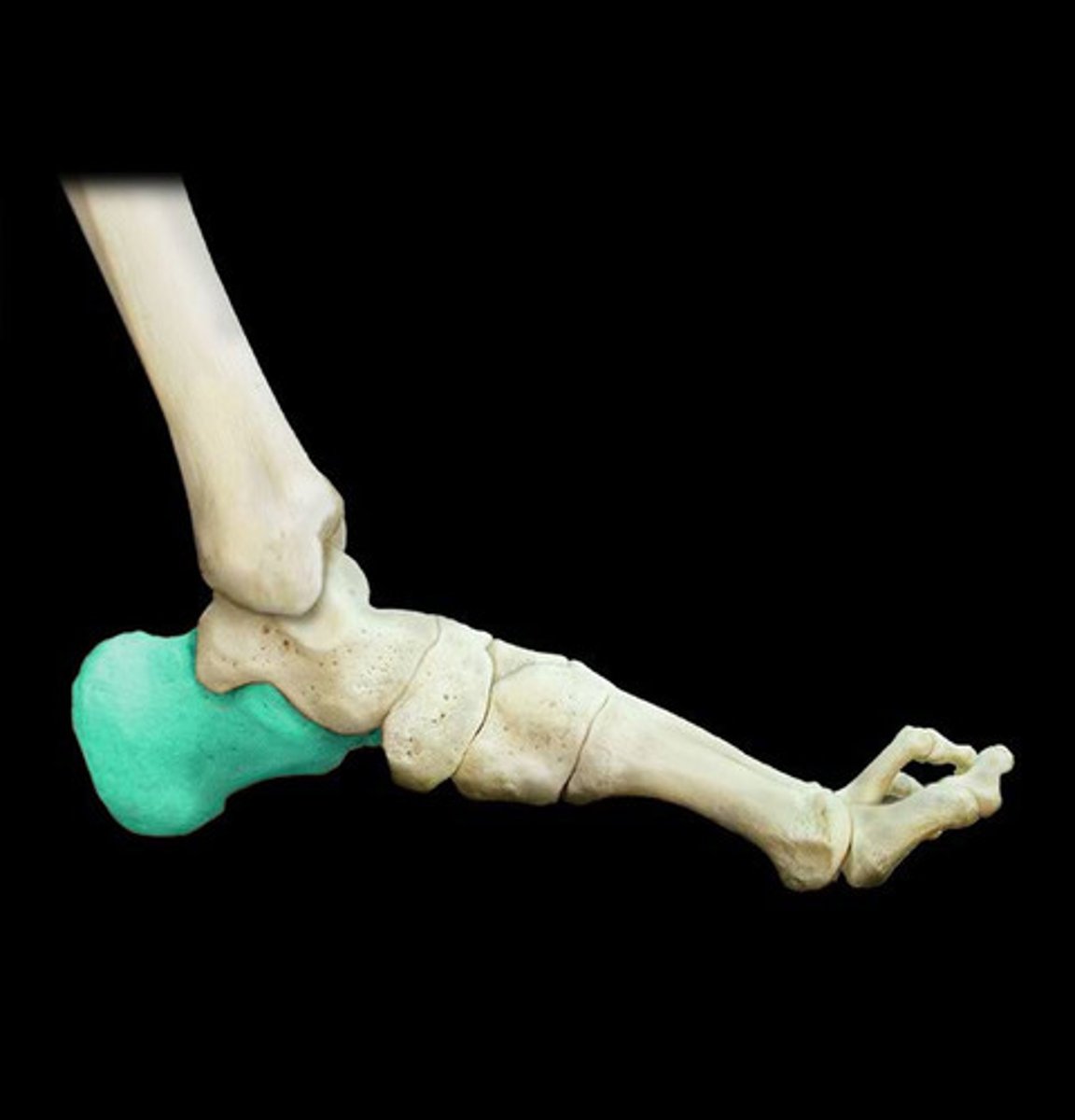<p>largest of the tarsal bones; it forms the heel and articulates with the cuboid anteriorly and the talus superiorly</p>