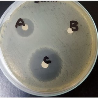 <p>which bacterium is most susceptible to antibiotics?</p>