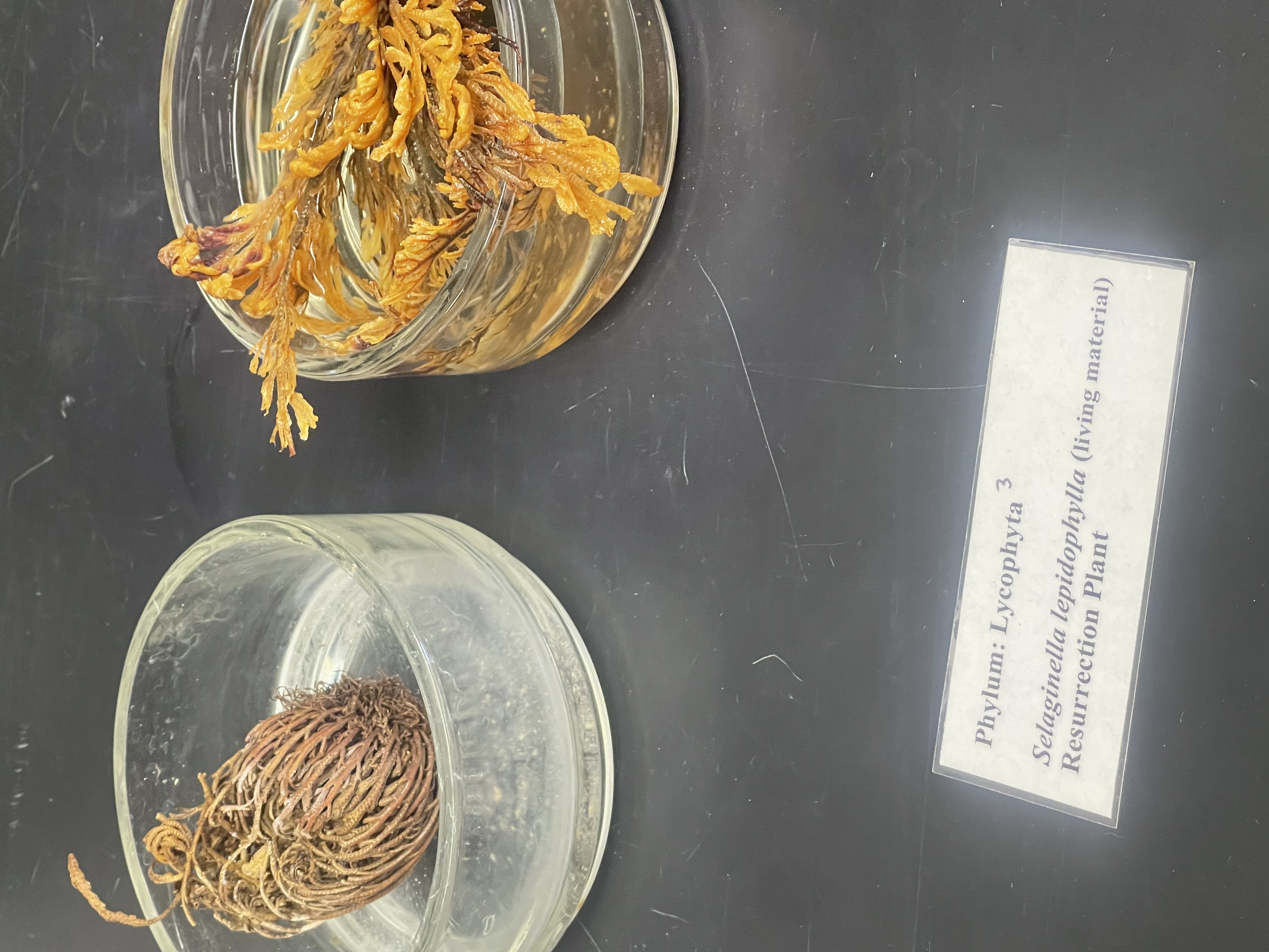Name the phylum 
