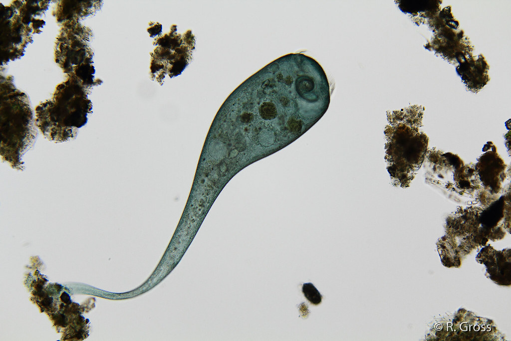 <p>identify the organism</p>