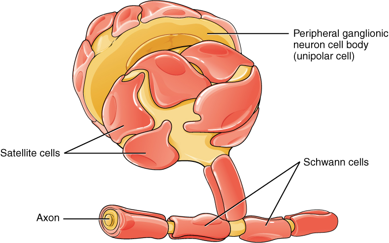 <p>schwann cell</p>