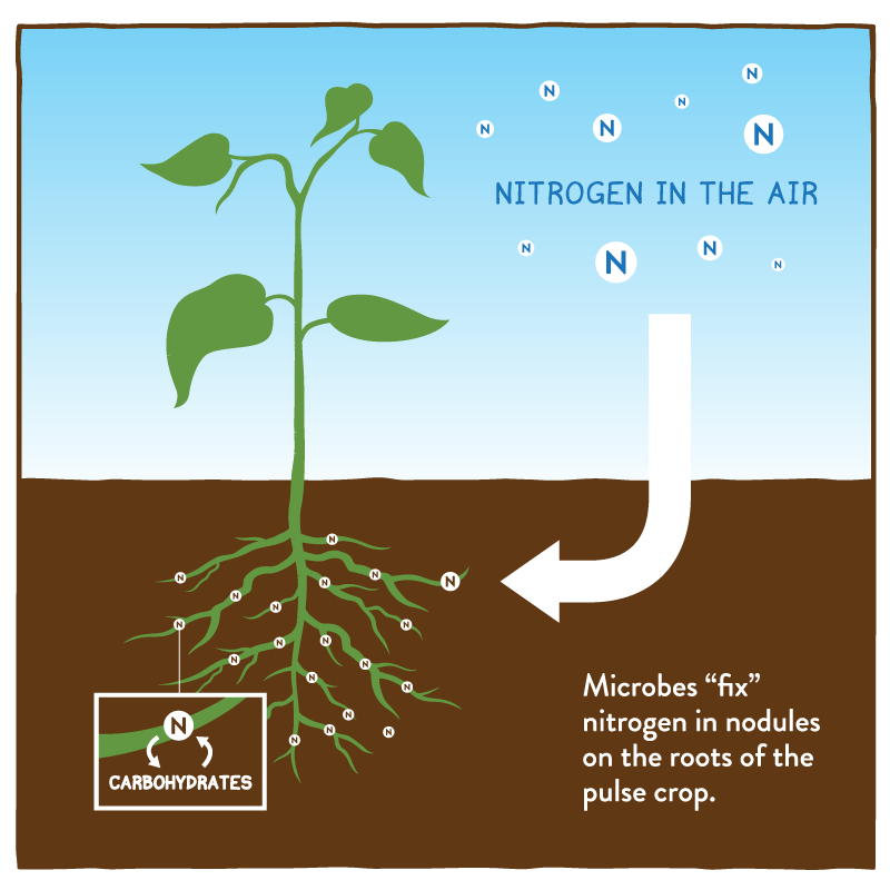 <p>atmospheric nitrogen can’t be used by plants —&gt; ammonia (by bacteria) and sometimes nitrates; lightning heats air very hot &amp; allows it to react —&gt; nitrogen oxides (add water) —&gt; nitrates</p>