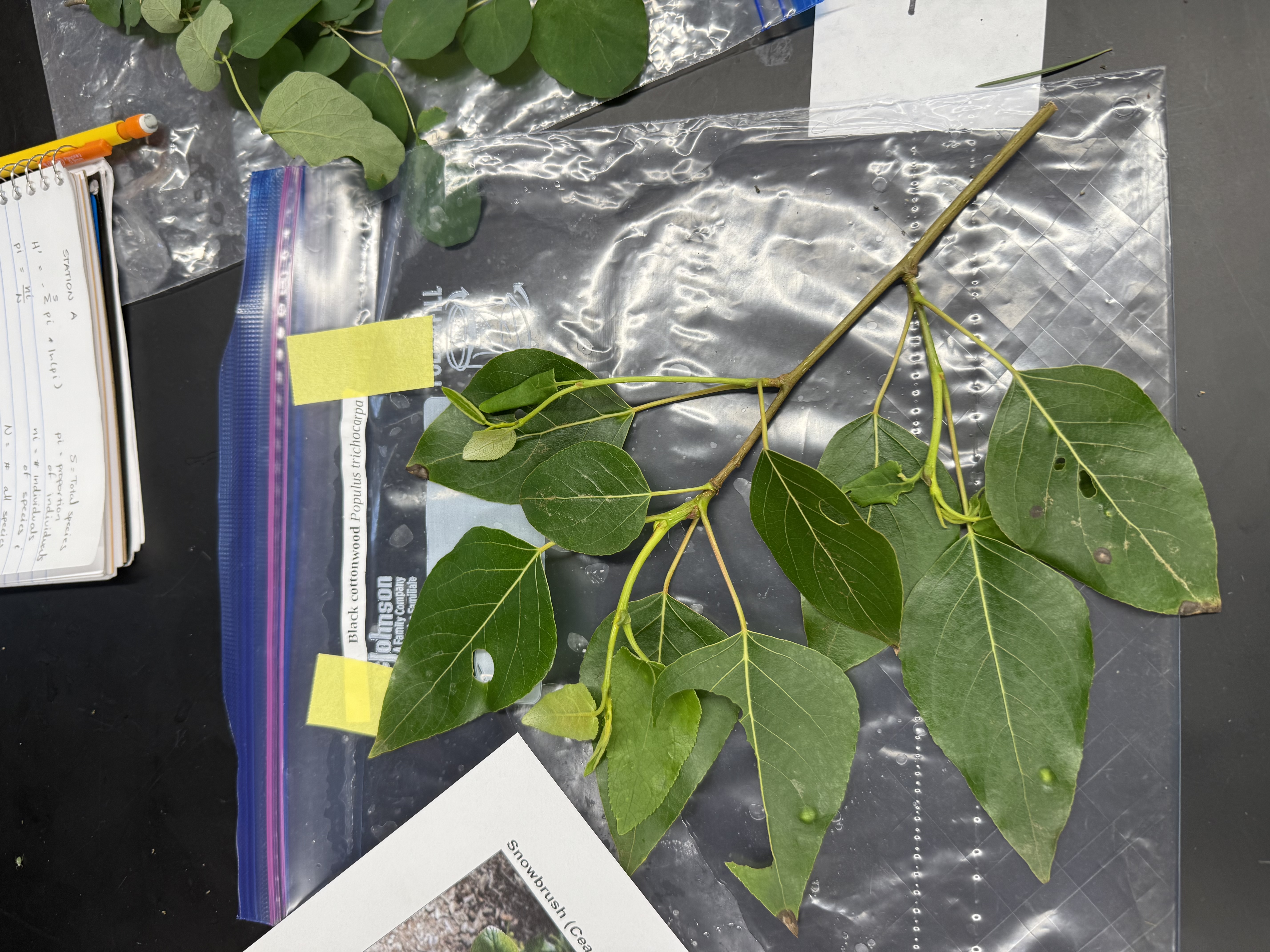 <p>Populus trichocarpa</p><p>characteristics: long petiole, longer lancelot/heart shaped leaves with serrated edges, fluffy fruit/seed poofs </p>