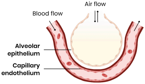<ul><li><p>Flattened cells/ 1 cell thick → short diffusion distance. </p></li><li><p>Folded → large surface area.</p></li><li><p>Permeable → allows diffusion of O<sub>2</sub>/ CO<sub>2.</sub></p></li><li><p>Moist → gases can dissolve for diffusion.</p></li><li><p>Good blood supply from large network of capillaries → maintains concentration gradient. </p></li></ul><p></p>
