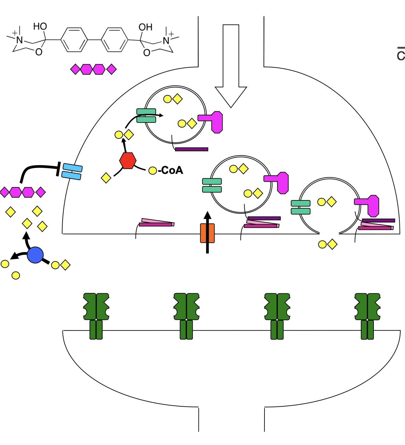 <ul><li><p><strong>mimics Choline</strong>, binds in cleft of<strong> choline transporter </strong>but too large to pass through</p><ul><li><p>slows ACh synthesis</p></li><li><p>can offset ACh accumulation by VX</p></li></ul></li></ul><p></p>