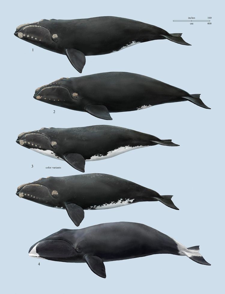 <p>Right whales</p>