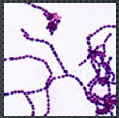 <p>genus streptococcus</p>