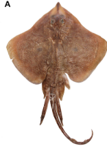 <p>name the fish body form</p>