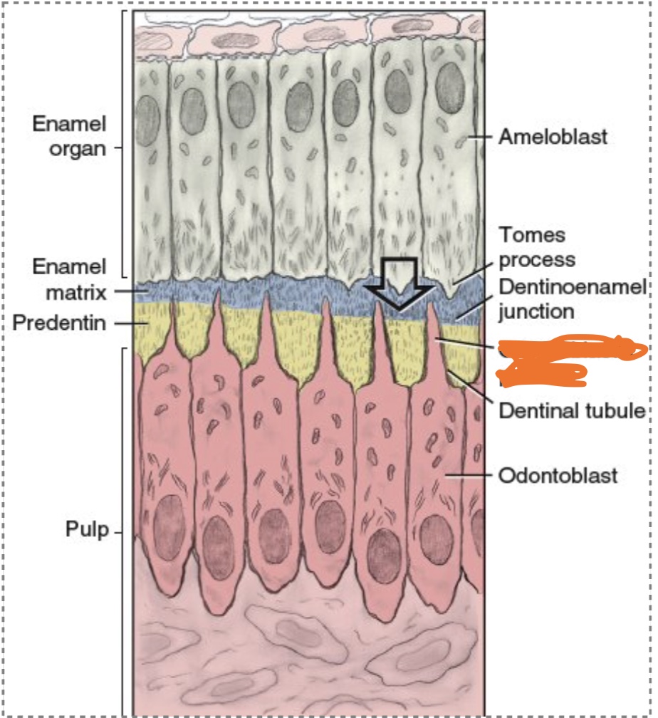 <p class="Paragraph WhiteSpaceCollapse SCXP227263918 BCX0" style="text-align: left;"><span>However, the odontoblasts (unlike the ameloblasts) will leave attached cellular extensions in the length of the predentin called the<strong> _____________ </strong>as they move away from the DEJ.</span><span style="line-height: 0px;">​</span></p><p></p>