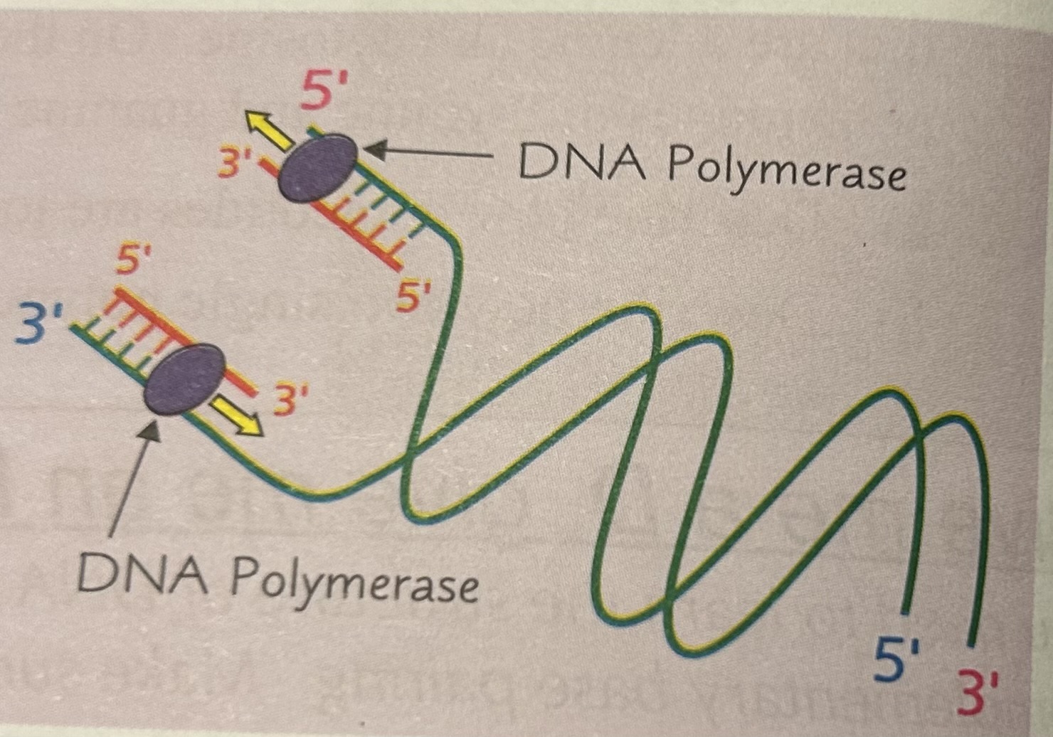 <ul><li><p>it is made in a 5’ to 3’ direction and that DNA polymerase moves down the template strand in a 3’ to 5’ direction</p></li><li><p>because the strands in DNA are antiparallel, the DNA polymerase working on one of the template strands moves in the opposite direction to the DNA polymerase working on the other template strand.</p></li></ul><p></p>