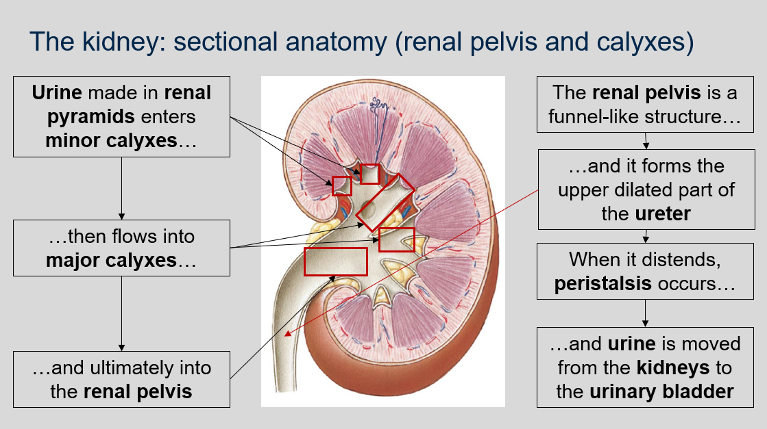 Urine made in renal pyramids enters minor calyxes, then flows into major calyxes, and ultimately into the renal pelvis. 