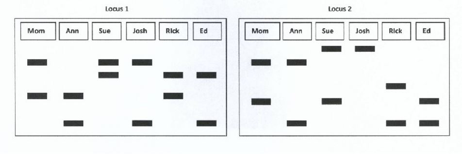 DNA was obtained from a mother and her two daughters Ann and Sue. DNA was also taken from three men who could have fathered the girls. The same loci were amplified in all individuals. Results from separating the fragments are provided below. Note that the two girls do not have to have the same father. Be sure to use the information from both genes in your analysis. 

Based on these data, Ann's father could be ____

Based on these data, Sue's father could be _____