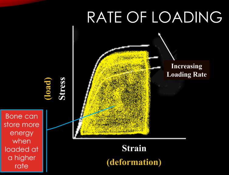 <p>bone can store more energy when loaded at a (higher/lower) rate</p>