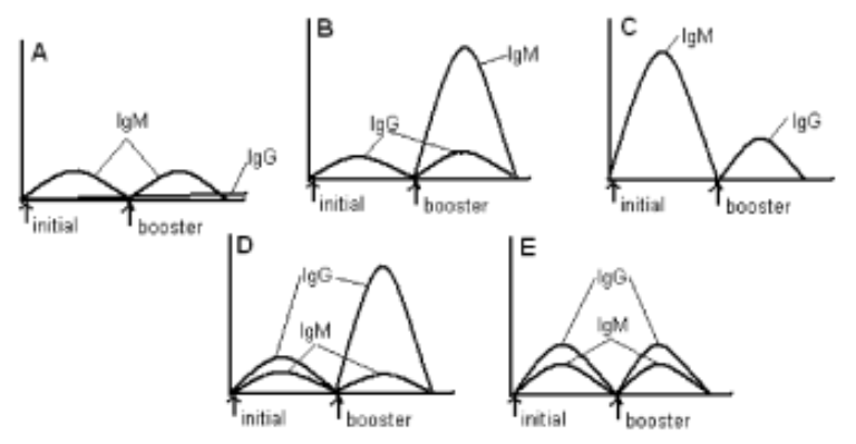 <p>43. In DiGeorge's Syndrome, the patient is born without a thymus. Such a patient obviously lacks</p><p class="p1">some of his immune system. Which of the following best represents his antibody titer after initial and</p><p class="p1">booster vaccination?</p><p class="p1">A.&nbsp;</p><p class="p1">B.</p><p class="p1">C.</p><p class="p1">D.</p><p class="p1">E.</p>