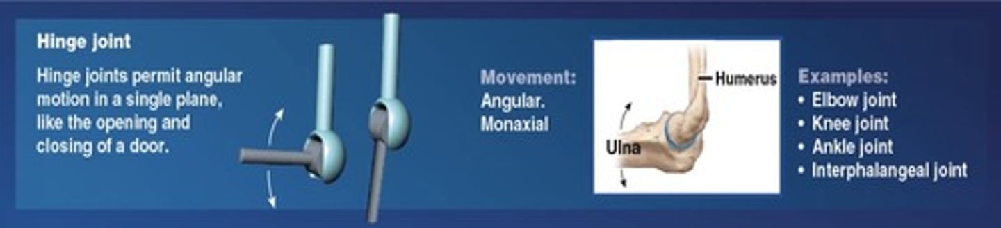 <p>angular motion in a single plane (monaxial)</p>