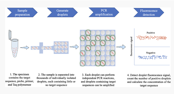 <ul><li><p><span>Digital PCR that is based on water-oil emulsion droplet technology</span></p></li><li><p><span>Each droplet is read in a flow cytometer to determine the positive droplets in sample</span></p></li><li><p><span>Data is then analyzed using Poisson statistics to determine the target DNA template concentration</span></p></li><li><p><span>Provides and absolute quantification of target DNA copies <u>without need for a standard curve</u></span></p></li><li><p><span>Particularly useful for detecting a small number of tumor cells among lots of wild-type cells/rare mutations</span></p></li></ul><p></p>