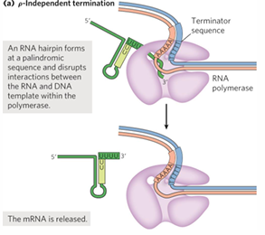 <p>terminators have hairpin region in RNA</p><p>long repeat of U, DNA has lots of A (U-A = 2 H bonds, weak)</p>