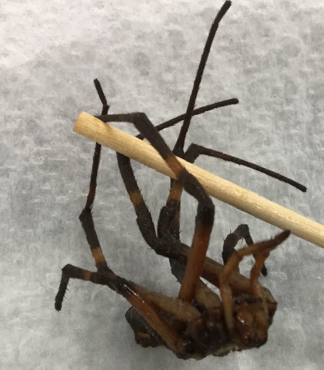 Identify Phylum, subphylum, class, and species