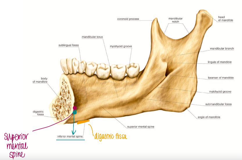 \- Superior Mental Spine: Origin of the Genioglossus muscle 

\- Inferior Mental Spine: Origin of the Geniohyoid muscle 

\- Digastric Fossa: Origin of the anterior belly of digastric 

\- Mylohyoid Line: Origin of the Mylohyoid muscle 

\- Sublingual Fossa: Location of the sublingual gland 

\- Submandibular Fossa: Location of part of the submandibular gland