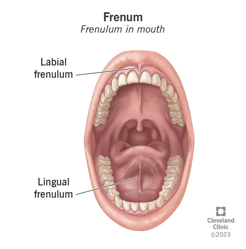 <p>Frenum</p>