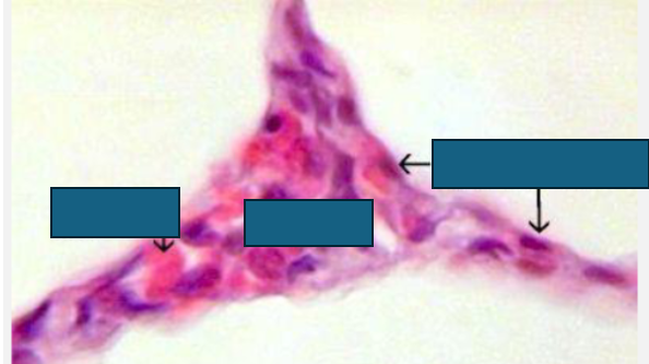 <p>membrane of alveolus</p>