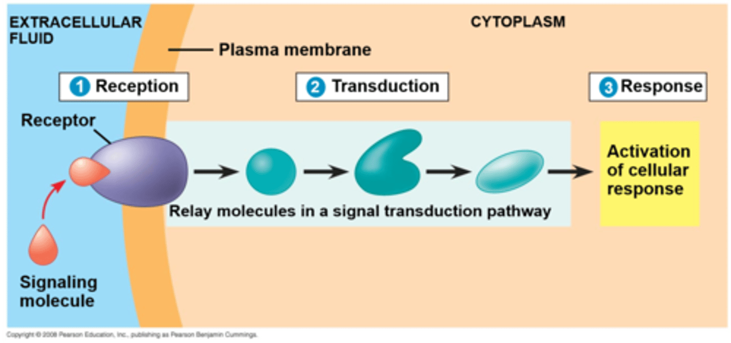 <p>1. Reception</p><p>2. Transduction</p><p>3. Response</p>