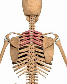 <p>elevate ribs</p>