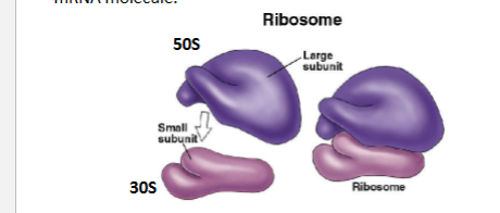 <p>Read by<strong> Ribosomes</strong></p><p>the mRNA nucleotide sequence is “read” as a sequence of codons by Ribosomes </p><p>in Prokaryotes 70s ribosomes is a large protein complex </p>