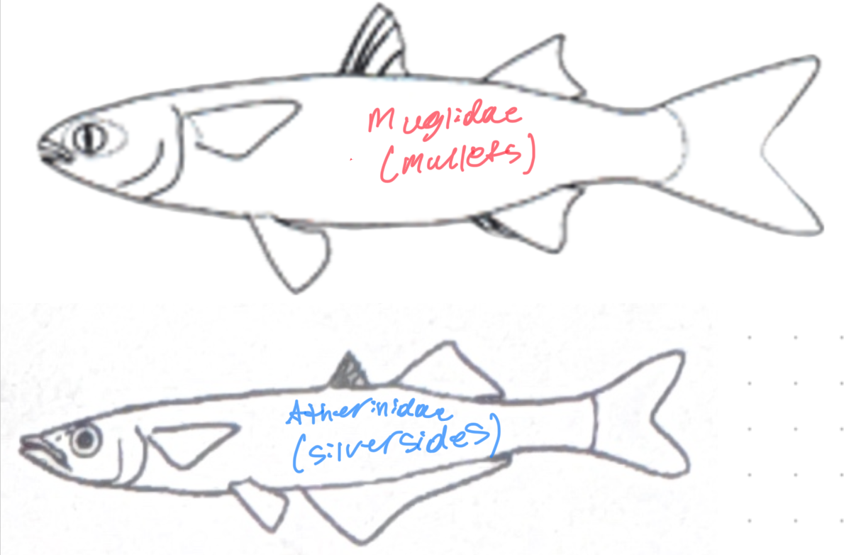 <p>Mullet (muglidae)</p><p>Atherinidae (silversides)  </p>