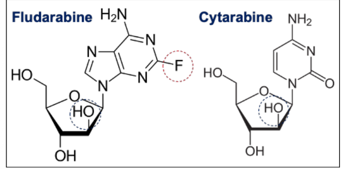 <ol><li><p>Purine analogue, pyrimidine analog</p></li><li><p><span><strong><em><mark data-color="yellow" style="background-color: yellow; color: inherit"><u>DNA synthesis inhibitors</u></mark></em></strong></span> - interferes with ribonucleotide reductase + DNA polymerase</p></li></ol><p></p>
