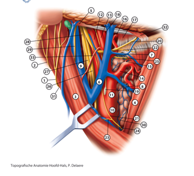 <p>11 </p>