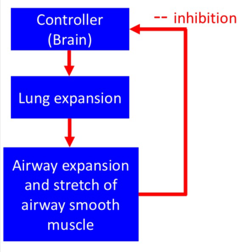 <ul><li><p>Respond to stretch </p></li><li><p>Receptors located in the airway smooth muscle </p></li><li><p>Inhibits Inspiratory drive (negative feedback) and prevents overinflation </p></li></ul><p></p>