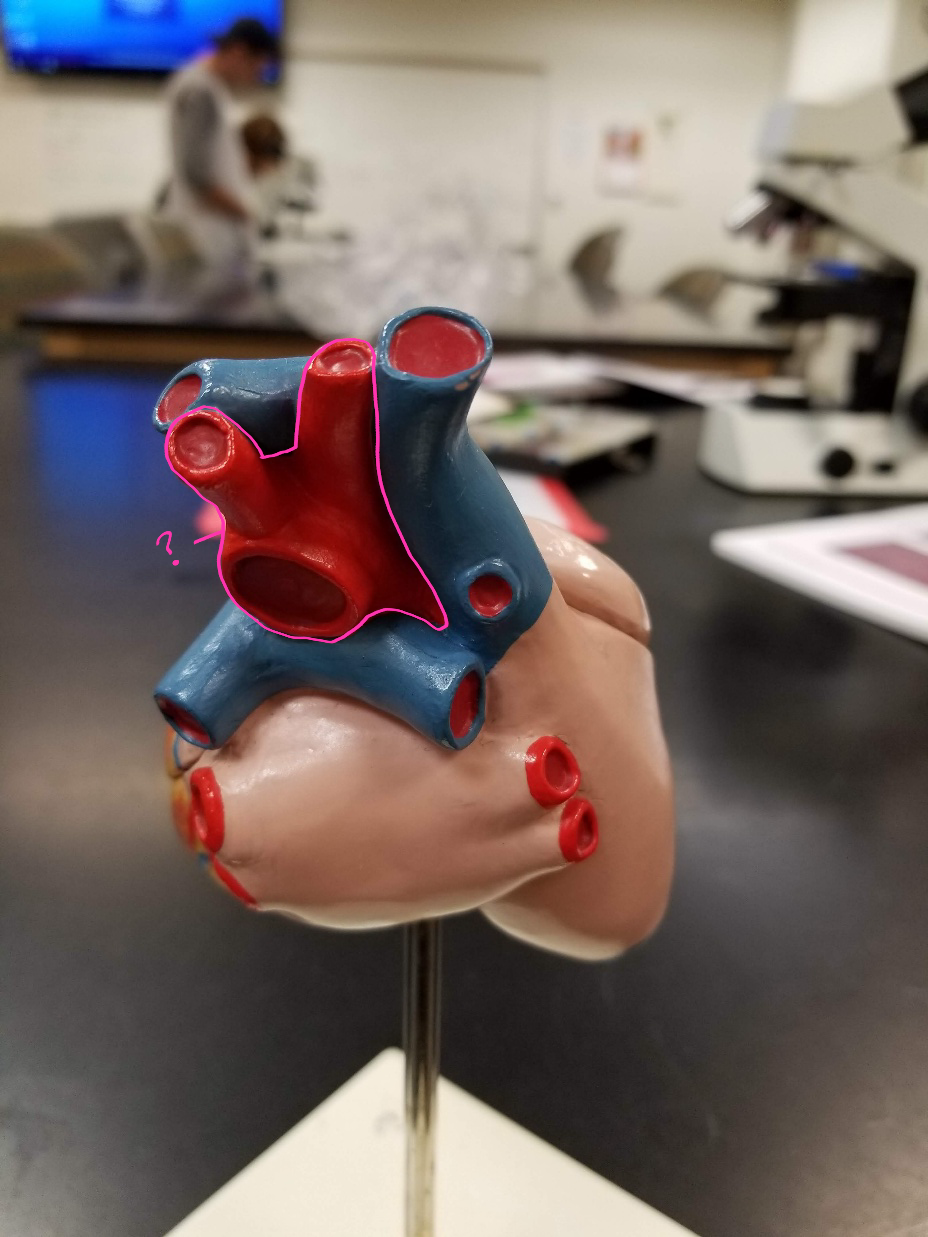 <p>what is outlined in pink? (<span>largest artery in the body)</span></p>