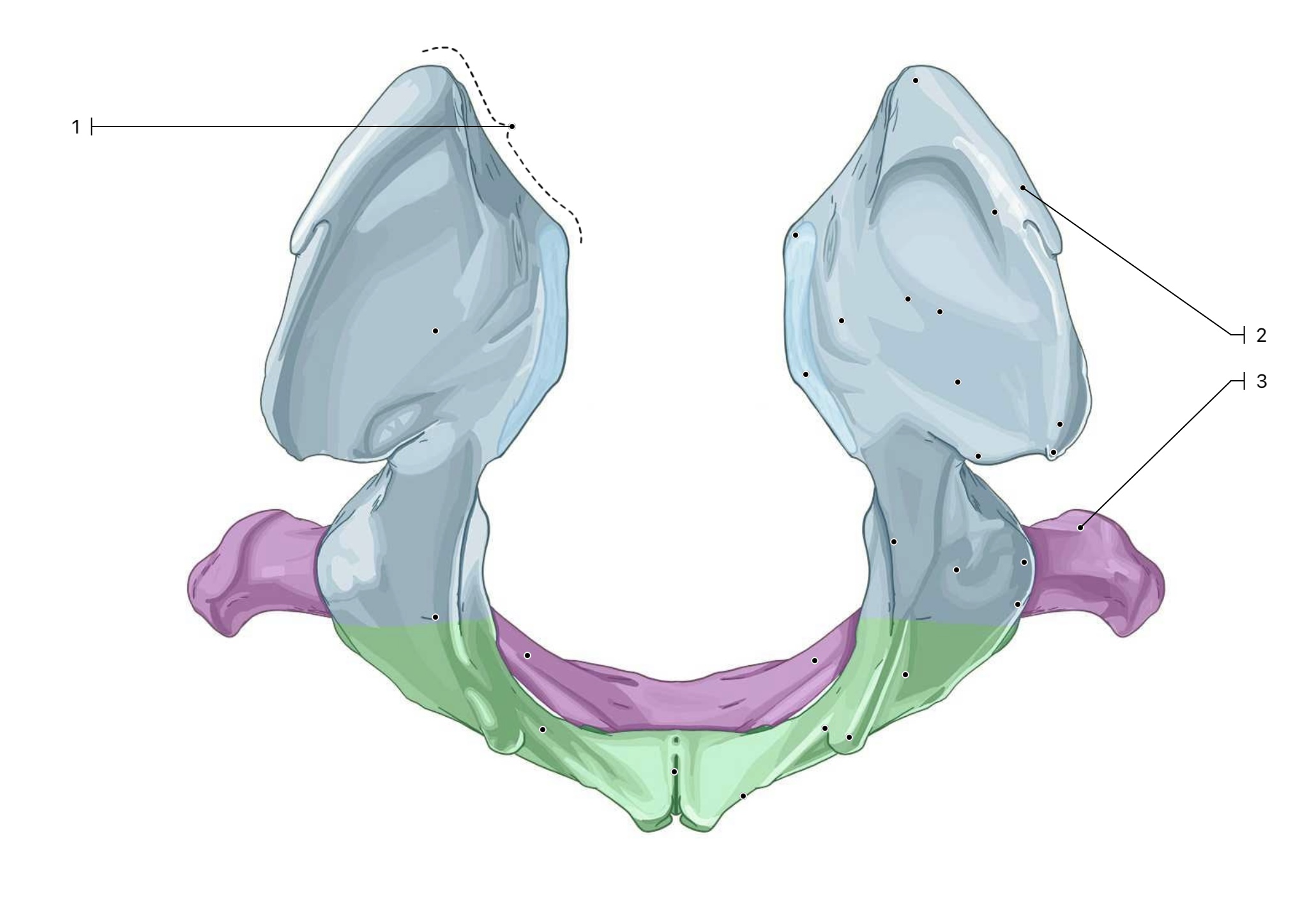<p>This is a cranial view of the pelvis. What label corresponds with the sacral tuberosity, iliac crest &amp; ischial tuberosity?</p>