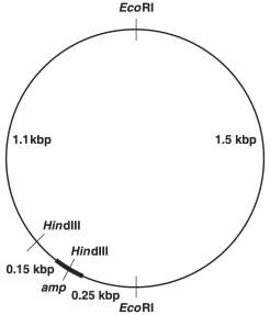 <p><span>In Figure 9.1, after digestion with the appropriate restriction enzyme, what is the smallest piece containing the ampicillin-resistance (amp) gene?</span></p>