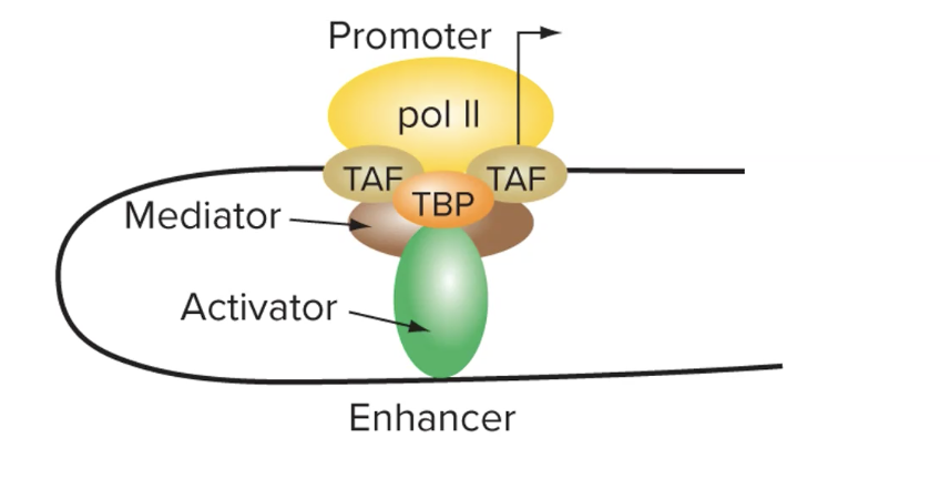 <p>facilitate interaction between the activator and other proteins that are bound to the promotor</p>
