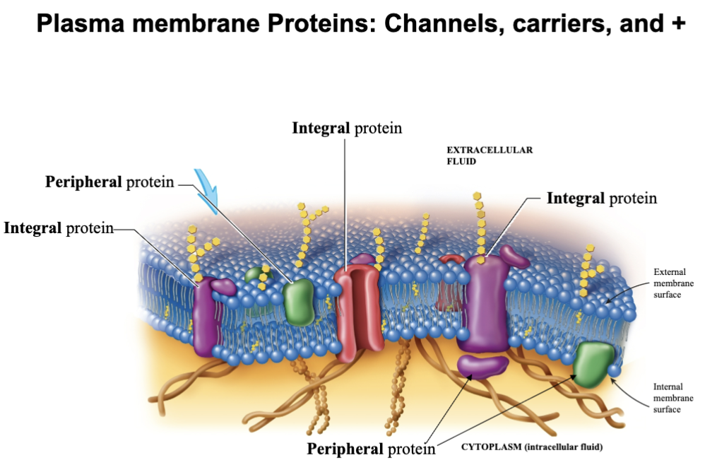 <ul><li><p>peripheral</p></li><li><p>Integral</p></li></ul><p></p>