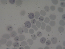 <p>What does this image show?</p>